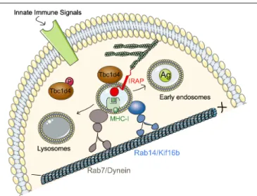 FIGURE 3 | Regulation of IRAP and Rab14 trafficking by TLR4 and FcγR in DCs. In DCs, at steady state, IRAP colocalizes with Rab14 in peripheral endosomes and both proteins are required for the formation and stabilization of GSV-like vesicles in BMDCs