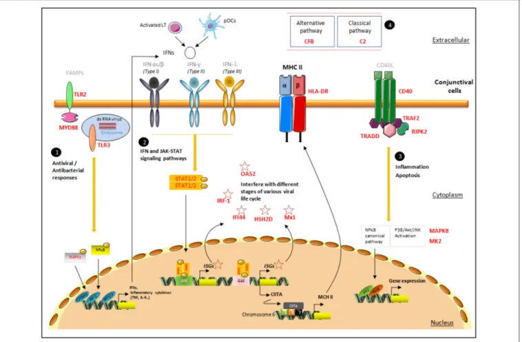 FIGURE 3 | Proposal for a pattern of signaling pathways associated with increased HLA-DR expression in conjunctival cells