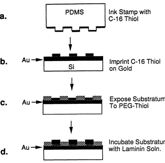 Figure 3.12  Protocol for Stamping a Gold Substratum to Create Cell Adhesive Islands