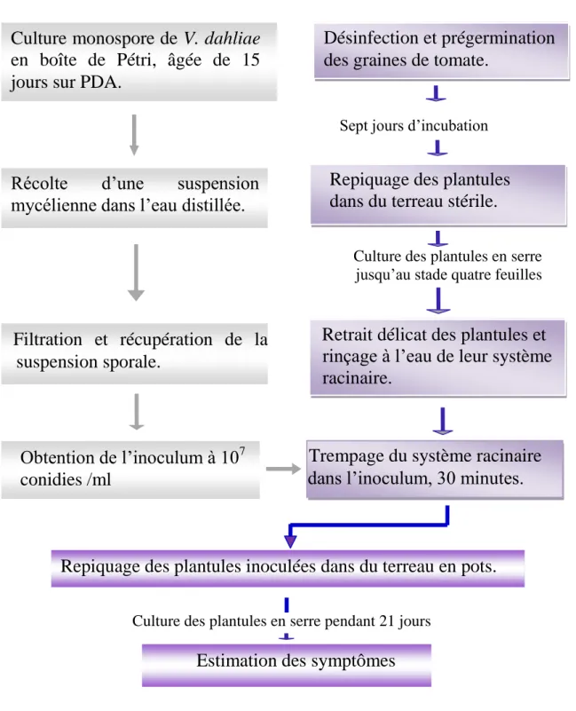Figure  15:  L’inoculation  de  plantules  de  tomate  cv.  Saint-Pierre  avec  V.  dahliae  (Boukenadel, 2001; Malik, 2008;  Harir, 2010 ,  Tlemsani, 2010 )