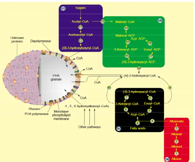 Figure 5 : Structure d’un granule de PHA et les différentes voies de biosynthèse des PHBs et des PHAs 