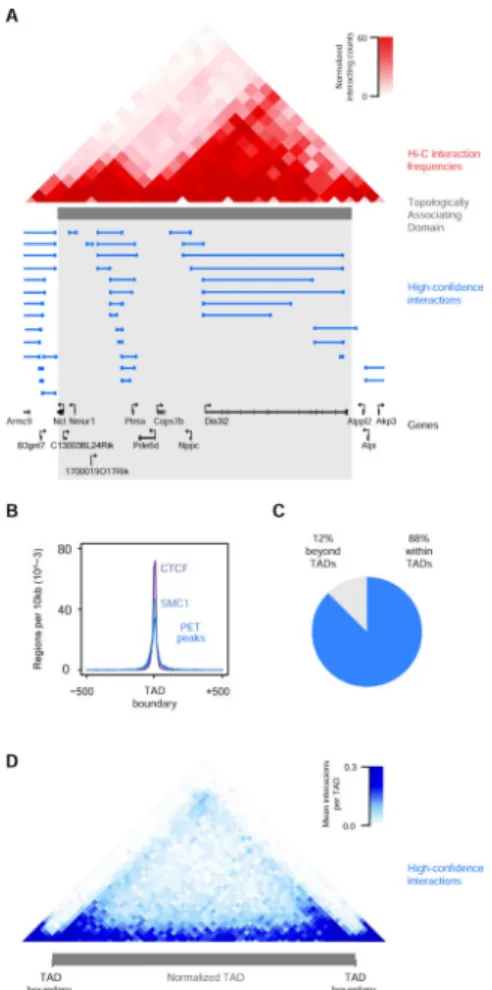 Figure 2. DNA interactions frequently occur within Topologically Associating Domains A) An example Topologically Associating Domain (TAD) shown with normalized Hi-C interaction frequencies displayed as a two-dimensional heat map (Dixon et al., 2012) and th