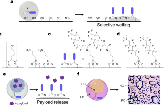 Figure  2.8.  Imine-formation  induced  selective  wetting.  (a)  Selective  wetting  on  amine-functionalized  surface through imine formation in single emulsions