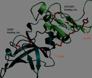 Figure 7.  Representation of a theoretical model of the TIMP3 mature protein. The main-chain is shown as  ribbon with the N-terminal domain (24–127) and C-terminal domain (128–209) colored in light blue and light  green, respectively