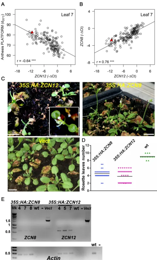 Fig 2. ZCN12 is a novel maize florigen co-regulated with ZCN8. ZCN12 expression correlates with anthesis time (platform experiment 2014), (A), and with ZCN8 expression (B)