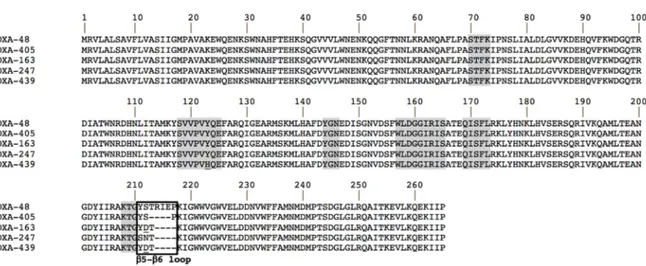 Figure 1. Amino acid sequence alignment of OXA-48 variants. Amino acid motif that are well  conserved among class D lactamases are indicated by gray shading, and the black frame corresponds  to the β5–β6 loop