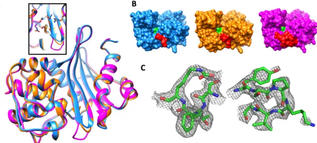 Figure 2. (A) Superposition of crystal structures of OXA-405 (blue, PDB 5FDH), OXA-163 (orange,  PDB 4S2L) and OXA-48 (magenta, PDB 3HBR), with an insert showing the almost perfect  superposition of key binding site residues of the three enzymes