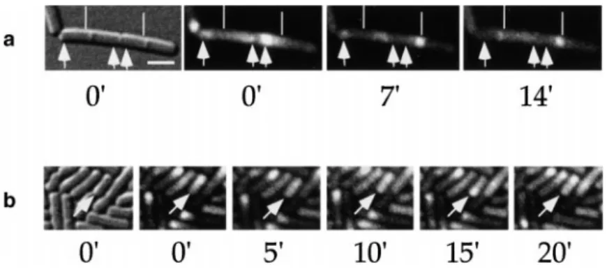 Figure 3. Movement of Soj from Pole to Pole in Cells in Stationary Phase