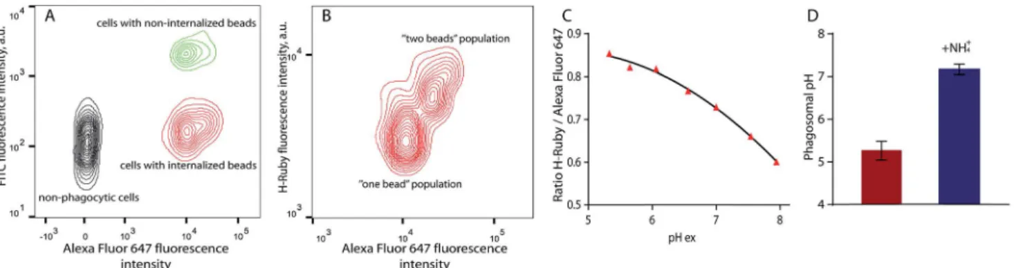 Fig. 8 Phagosomal pH measurement in RAW 264.7 cells by ﬂ ow cytometry. (A) Density plot of the cells after bead internalisation showing three distinct populations: non-phagocytic cells, cells with internalised beads and cells with non-internalised beads on