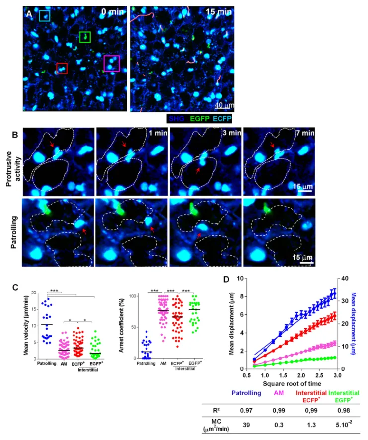 Figure 5. Lung mononuclear phagocytes constitutively survey the entire space of the alveolar areas through distinct migratory patterns
