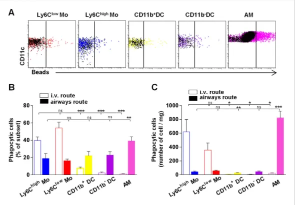 Figure 8. Lung monocyte-derived cells survey both airways and vascular routes whereas dendritic cells (DC) survey only airways