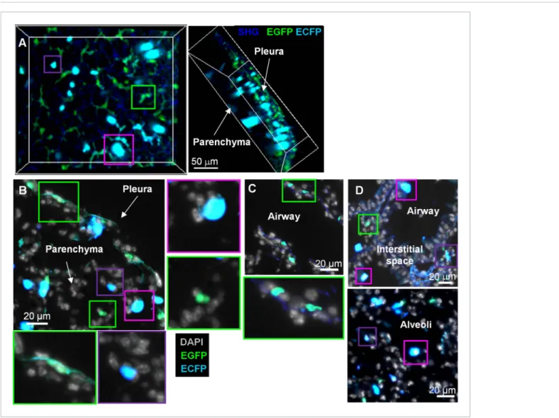 Figure 1. MacBlue×Cx3cr1 gfp/+ transgenic mouse discriminates lung mononuclear phagocyte subsets with specific tissue localization