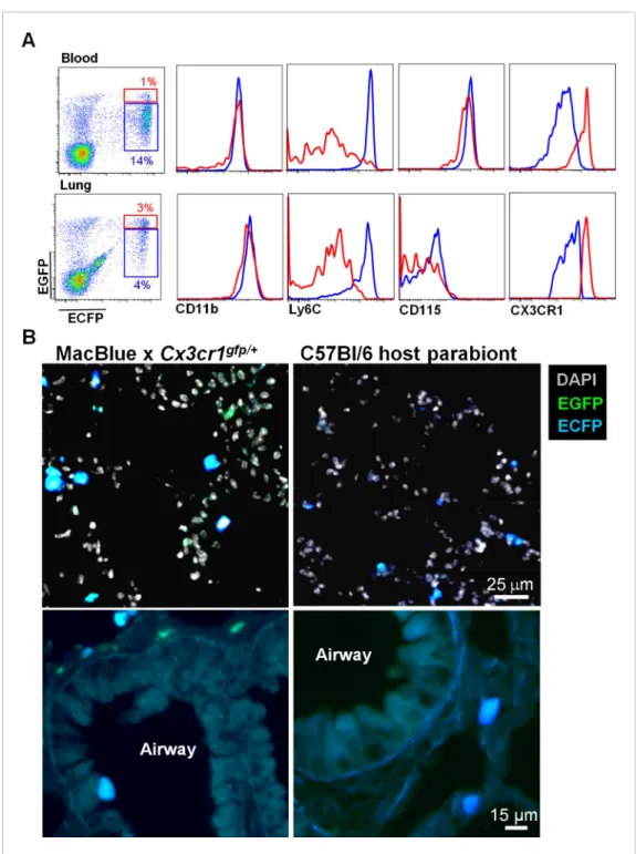 Figure 3. Interstitial ECFP + cells are monocyte-derived. (A) Dot plot shows the ECFP/EGFP chimerism in the blood and the lungs of C57Bl6 host parabiont with MacBlue×Cx3cr1 gfp/+ mouse