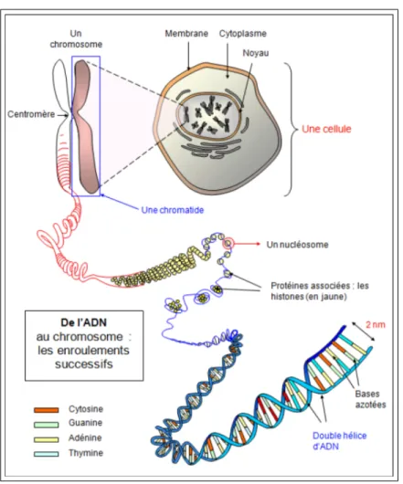 Figure 1.1 – Localisation des chromosomes dans une cellule, et structure en double h´ elice de l’ADN [73].