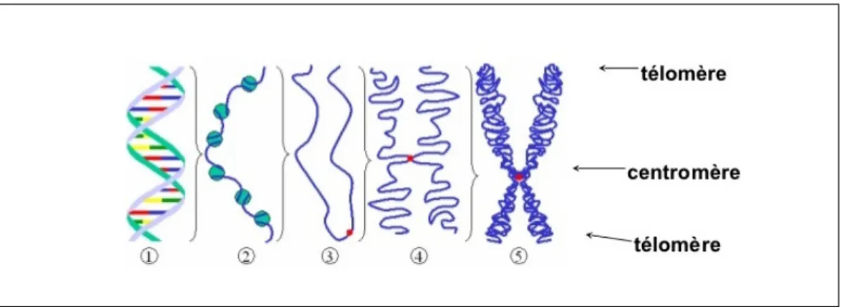 Figure 1.2 – Diff´ erents niveaux de condensation de l’ADN. (1) Brin bicat´ enaire d’ADN