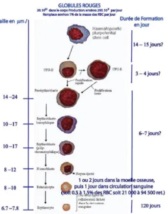 Figure 1.6 – Globules rouges [92]