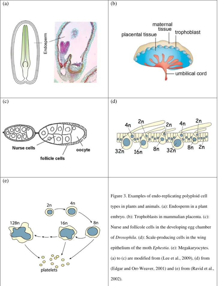 Figure 3. Examples of endo-replicating polyploid cell  types in plants and animals. (a): Endosperm in a plant  embryo