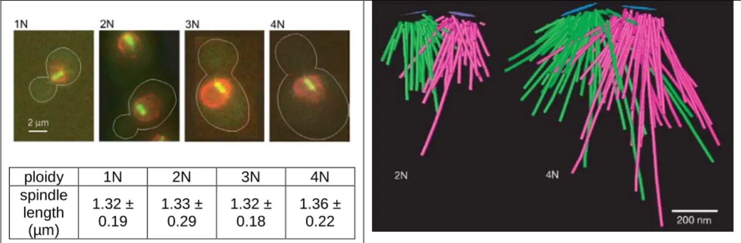 Figure 6. Unequal scaling of pre-anaphase spindle length and spindle pole body surface area (Storchova et al.,  2006)