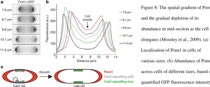 Figure 8: The spatial gradient of Pom1  and the gradual depletion of its  abundance in mid-section as the cell  elongates (Moseley et al., 2009)