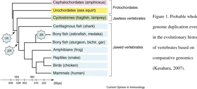 Figure 1. Probable whole  genome duplication events  in the evolutionary history  of vertebrates based on  comparative genomics  (Kasahara, 2007)