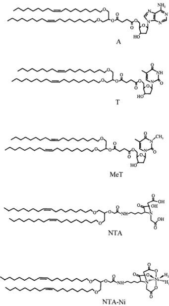 FIGURE 2 Chemical structures of the functionalized lipids: A, T, MeT, NTA, and NTA-Ni lipids.