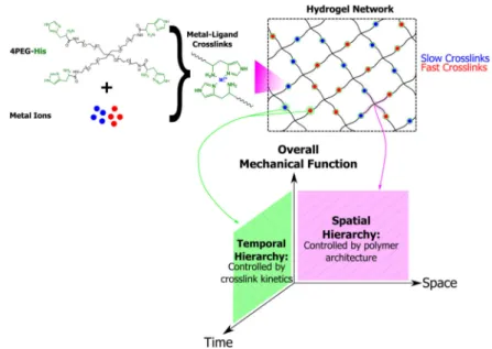 Figure 1. Model materials systems with orthogonally tunable mechanical temporal hierarchy Model hydrogels with kinetically distinct crosslinks allow us to engineer the temporal  hierarchy of the gel networks separately from the spatial hierarchy and thereb