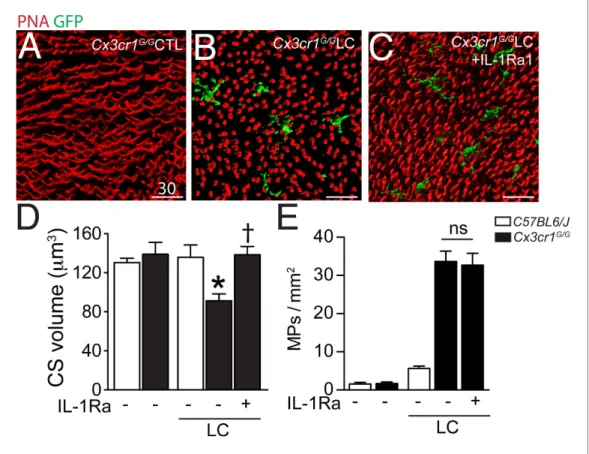 Figure 5. Cone segments in light-induced subretinal inflammation of C57BL6/J and Cx3cr1 GFP/GFP -mice and the effect of pharmacological IL-1b inhibition