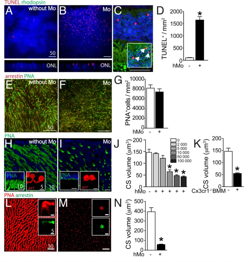Figure 3. Evaluation of rods and cones in monocyte/retinal explant co-cultures. (A and B) Orthogonal projection of confocal Z stack images of the outer nuclear layer of TUNEL- (red), Hoechst nuclear dye- (blue) stained mouse retinal explants after 18 hr of