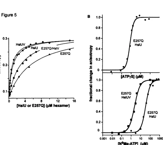 Figure 5.  HslU  binding  to FL-gtl,  a fluorescent  substrate-mimic  peptide.  (A)  Binding  of FL-gtl  (100  nM)  by  wild-type  HslU  or  E257Q  HslU  in the presence/absence  of HslV 12 