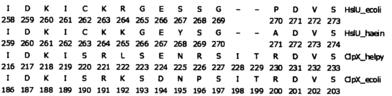 Figure  1. Partial  sequence  alignment  between  HslU  and  ClpX.  The  pore-2  region  is highlighted.