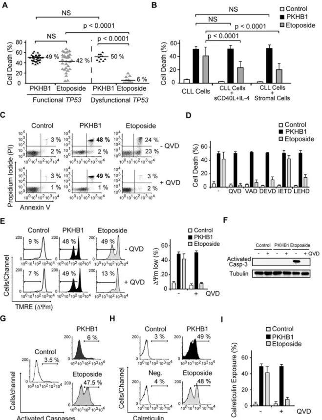 Fig 2. PKHB1 induces calreticulin exposure and caspase-independent PCD in CLL cells. (A) PCD induced by PKHB1 (200 μ M, 2 h) or etoposide (250 μ M, 12 h) was measured in B cells from 30 CLL patients with functional TP53 and 11 CLL patients with dysfunction