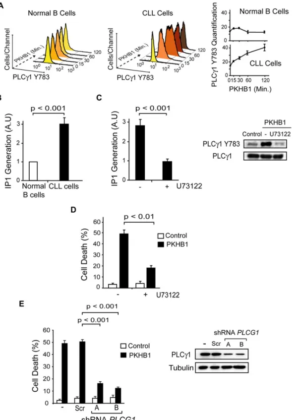 Fig 6. PLC γ 1 controls PKHB1-induced PCD. (A) PLC γ 1-Y783 phosphorylation was detected at different times in the 200- μ M PKHB1-treated normal and CLL B lymphocytes