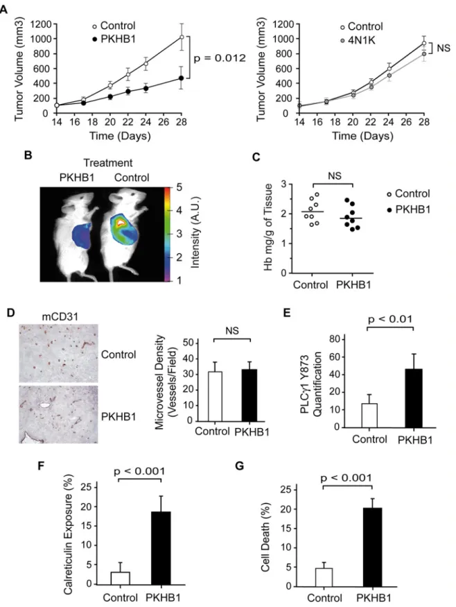 Fig 7. PKHB1 reduced in vivo CLL tumor burden by inducing PLC γ 1 activation and PCD. (A) NSG mice were subcutaneously transplanted with MEC-1 cells