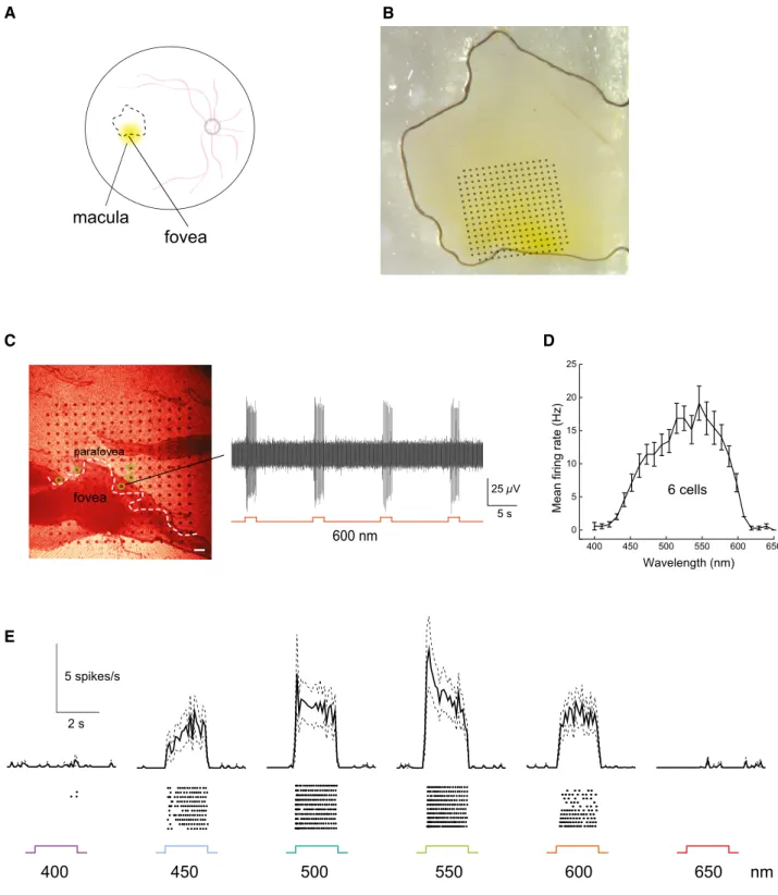 Figure 6 . In the human retina, ReaChR is functional in ganglion cells of the para-fovea at light intensities safe for the human eye in a macular explant transduced with lentivirus encoding hSyn:ReaChR-mCitrine.