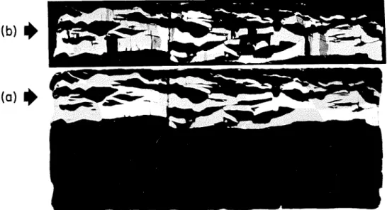 Figure  2.  Ice lens  showing  ice-grain  boundaries  in vertical  section. (a)  Norrnal  photograph of  specimen; 