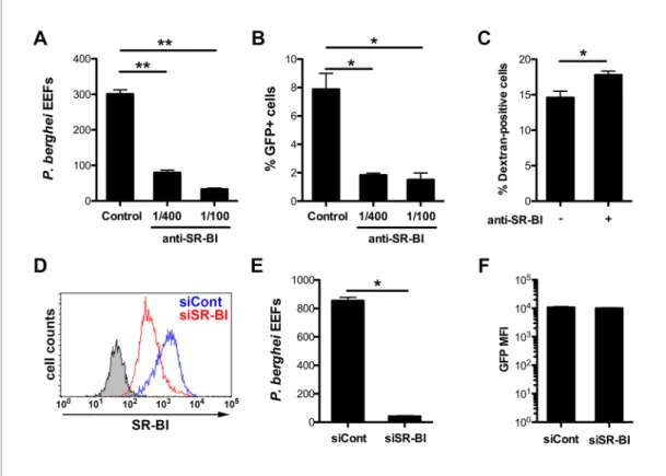 Figure supplement 1. CD81 and SR-BI surface expression in HepG2 and HepG2/CD81 cells.