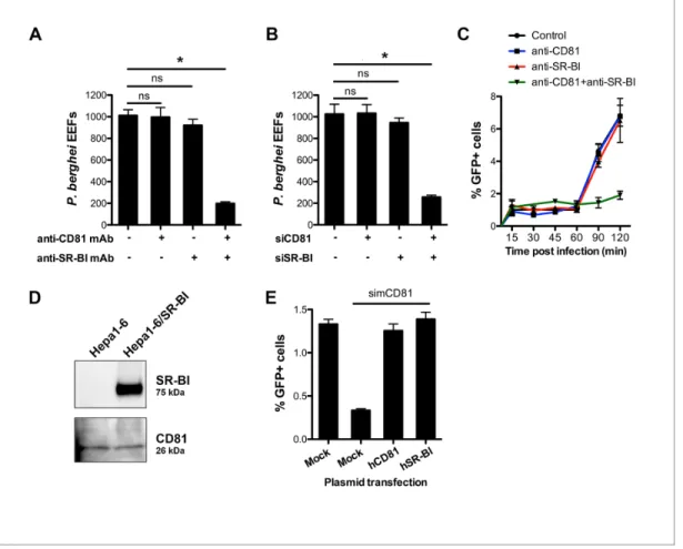 figure supplement 1), the combination of CD81 and SR-BI antibodies markedly reduced the number of infected cells (Figure 3A)