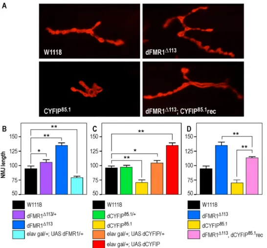 Fig. 1. Genetic interaction of dFMR1 and dCYFIP in vivo . (A) Representative NMJs at muscle 4 labeled with a postsynaptic marker (anti-Discs large) in different Drosophila genotypes, as indicated