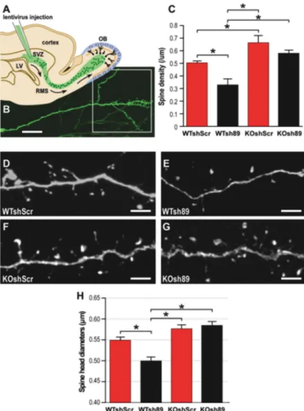 Fig. 2. Depletion of Cyfip1 in neurons of the mouse olfactory bulb. (A) Scheme of a sagittal section of the mouse forebrain.