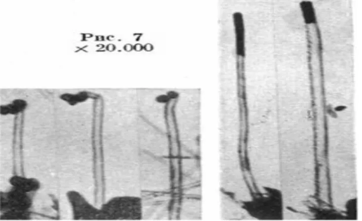 Figure I.4 : Images MET de nanotubes de carbone, publiées en 1952. 