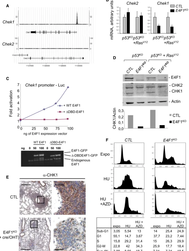 Figure 5. E4F1 Directly Controls Chek1 Gene Expression with Impact on the CHK1-Dependent DNA Damage Response