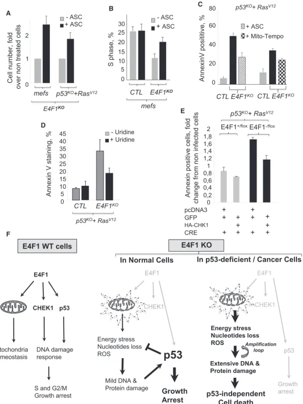 Figure 6. Mitochondrial ROS and CHK1 Depletion Both Contribute to the Cell Death Induced by E4F1 Inactivation in Transformed Cells (A) Antioxidant partially restores the growth of E4F1 KO cell populations