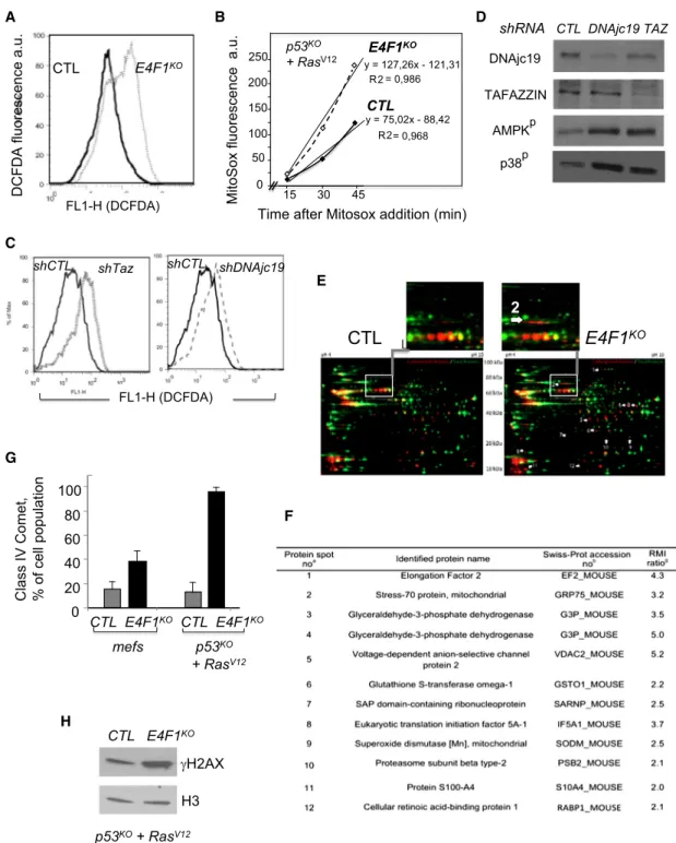 Figure 4. Mitochondrial ROS, Uridine, and Depletion of CHK1 Contribute to the Cell Death Induced by the Inactivation of E4F1 in p53-Deficient Transformed Cells