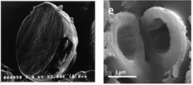 Figure A-1-1 :Photographies obtenues par microscopie électronique à balayage  représentant des coupes de : à gauche microsphère  (Jeong., 2003), à droite ; 