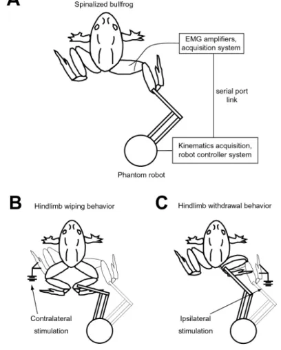 Figure 2-1: Schematic of experimental setup and spinal frog behaviors