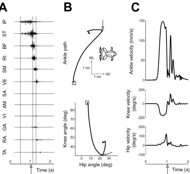 Figure 3-1: Example hindlimb wipe motor pattern and kinematics
