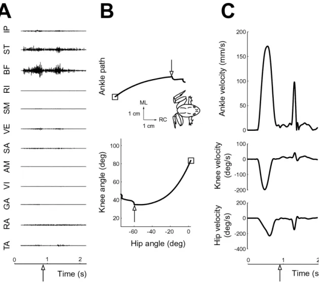 Figure 3-4: Example hindlimb withdrawal motor pattern and kinematics