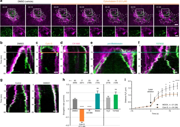 Fig. 7 Invadopodial force production is powered by actin polymerization. a MDA-MB-231 cells expressing Tks5 GFP (green) were plated on a thin layer of type I collagen (magenta) and imaged over time