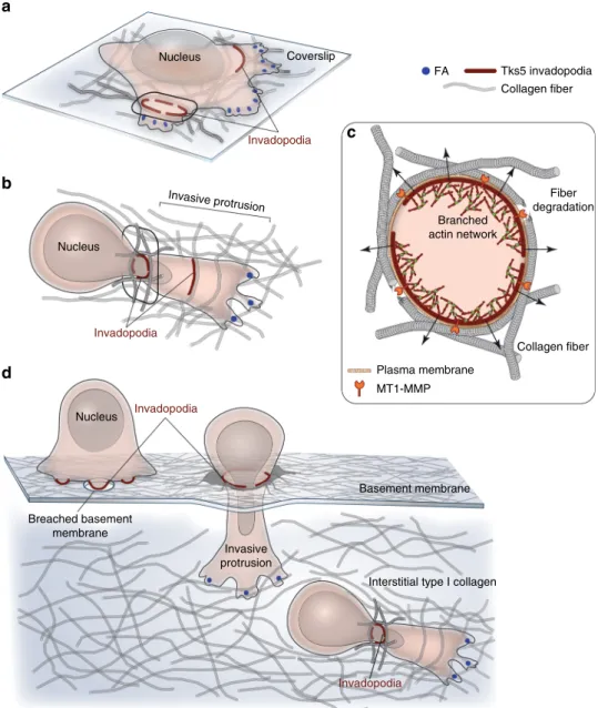 Fig. 9 Model of actin-based proteolytic contacts during the early phases of the tissue-invasive cascade