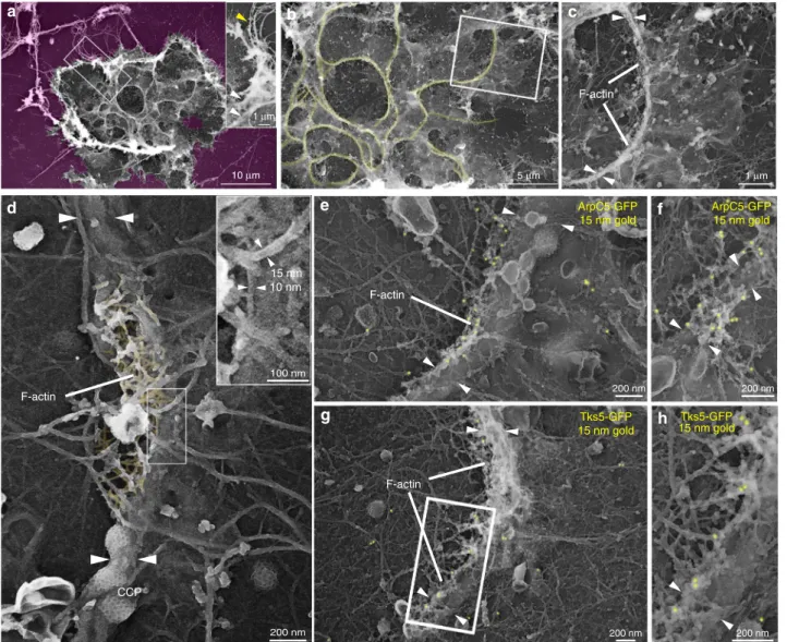 Fig. 4 Ultrastructural organization of collagenolytic invadopodia. a Platinum replica electron microscopy (PREM) survey view of the cytoplasmic surface of the adherent plasma membrane in unroofed MDA-MB-231 cells plated for 60 min on a thin layer of collag